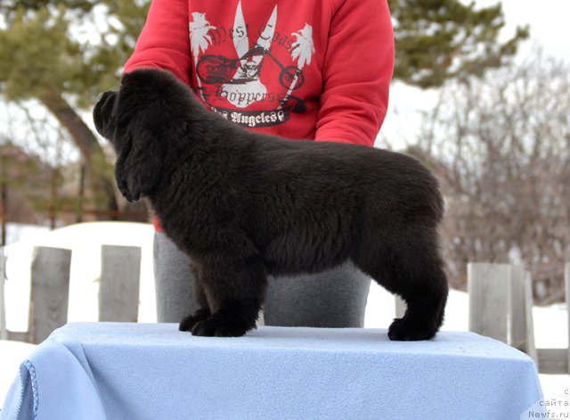 Фотография № 176675