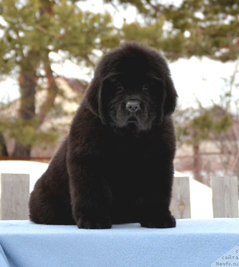 Фотография № 176676