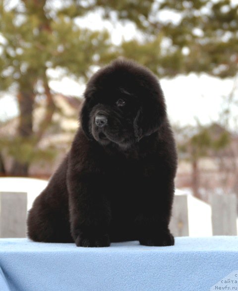 Фотография № 176677