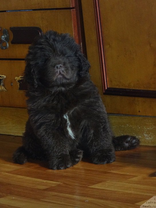 Фото: ньюфаундленд Ньюфорт Уитни Традиция Легенды