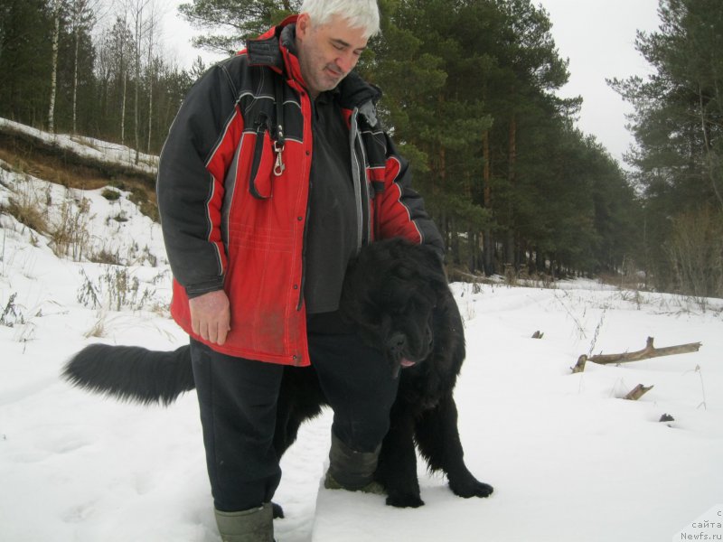 Фото: ньюфаундленд Черная Мафия Шорт анд Свеет (Chernaya Mafia Short and Sweet)