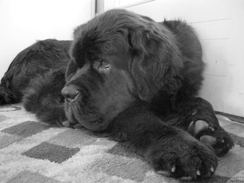 Фотография № 176682