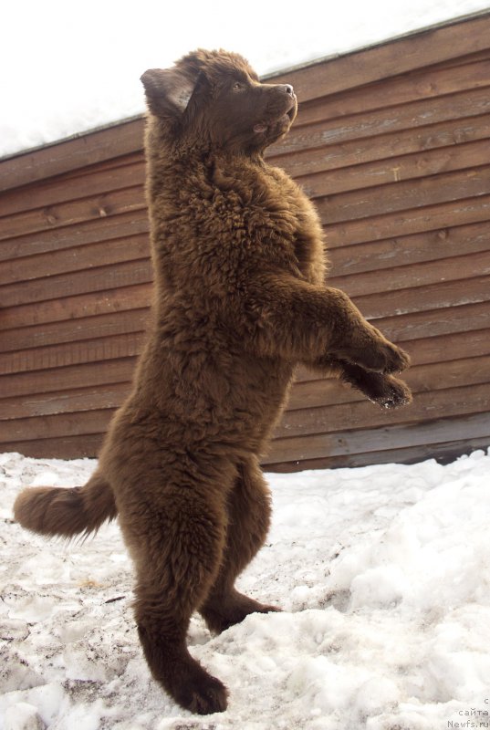 Фото: ньюфаундленд Наоми Таголири фор Браунблад (Naomi Tagoliri for Brouwnblood)