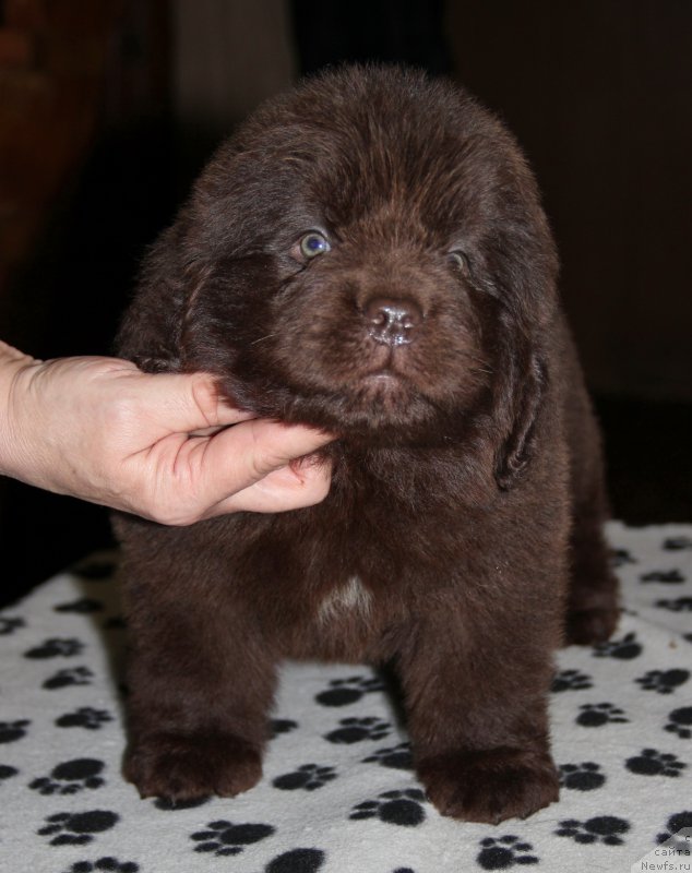 Фото: ньюфаундленд Ньюфорт Васаби