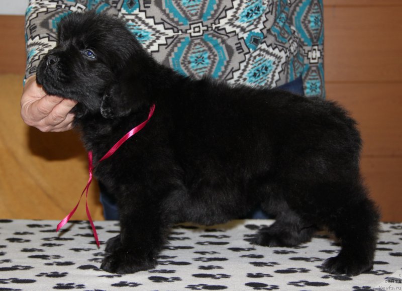 Фото: ньюфаундленд Ньюфорт Уитни Традиция Легенды