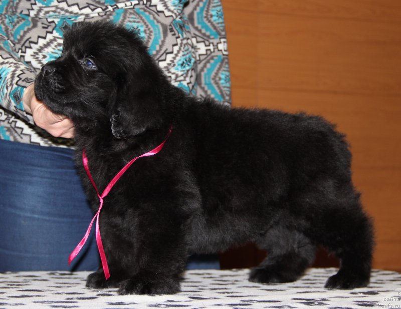 Фото: ньюфаундленд Ньюфорт Уитни Традиция Легенды