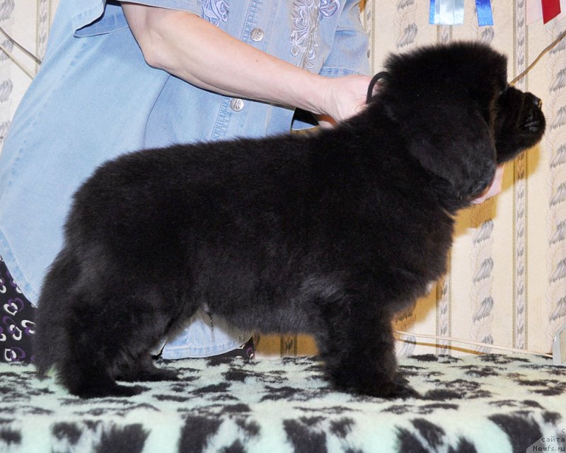 Фотография № 176695