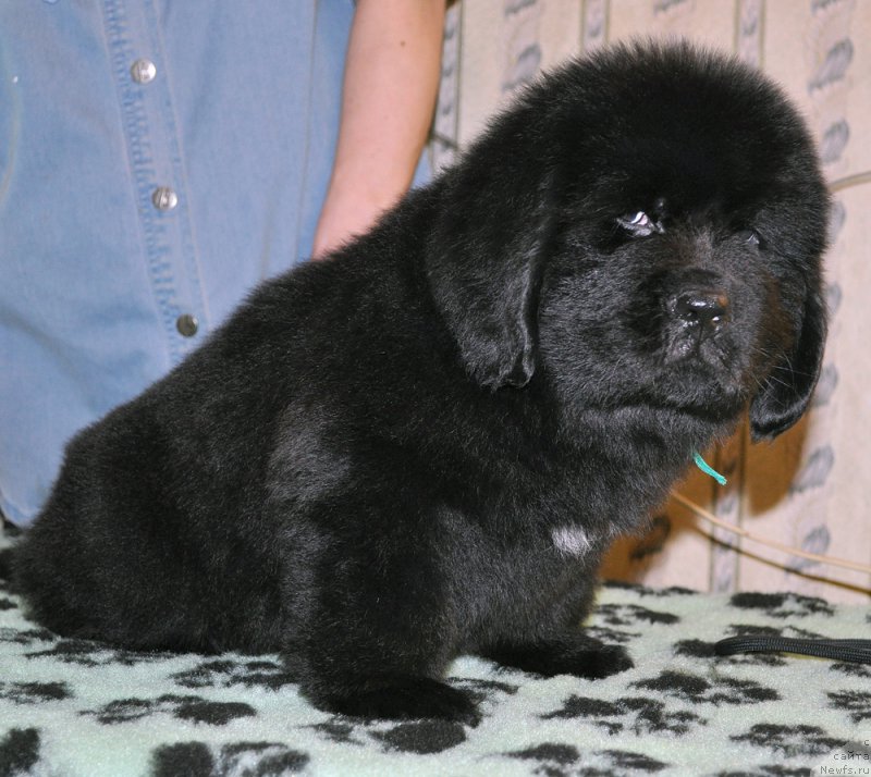 Фотография № 176696