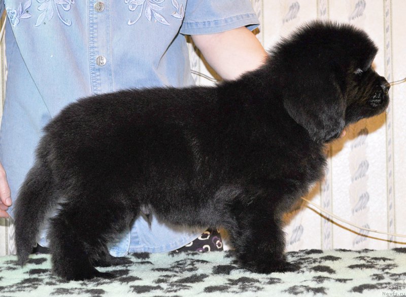 Фотография № 176699