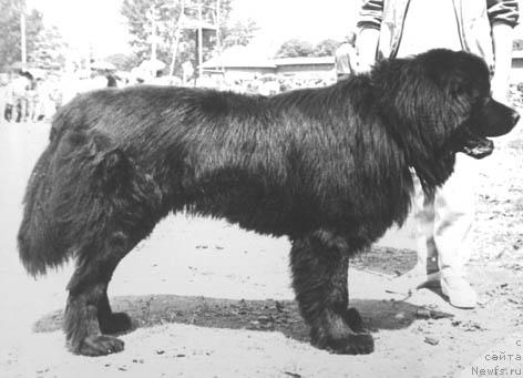 Фото: ньюфаундленд Зевс Ски Пат