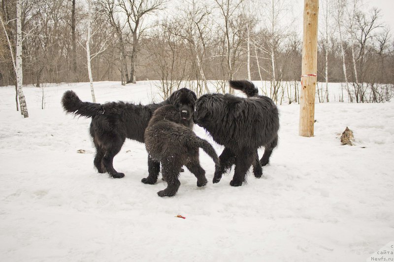 Фотография № 176702