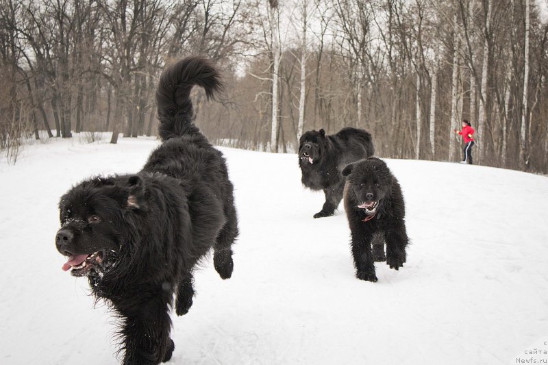 Фотография № 176705