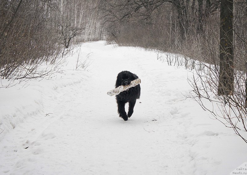 Фотография № 176706