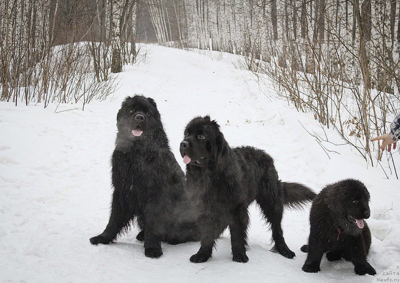 Фотография № 176707