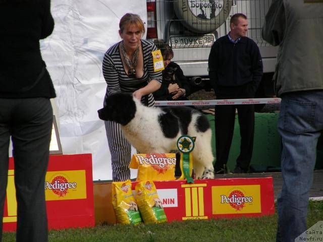 Фото: ньюфаундленд Don't Worry Be Happy de L'Etoile de Cyrice