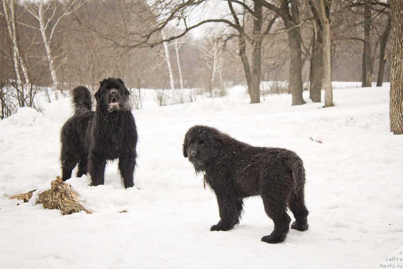 Фото: ньюфаундленд Львиное Сердце, ньюфаундленд Нью-Пом-Шир Бонд Джеймс
