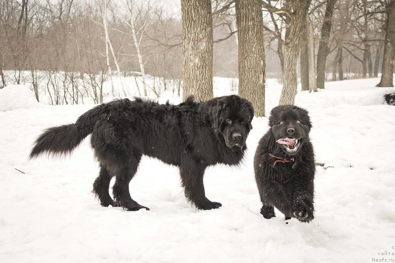 Фотография № 176712