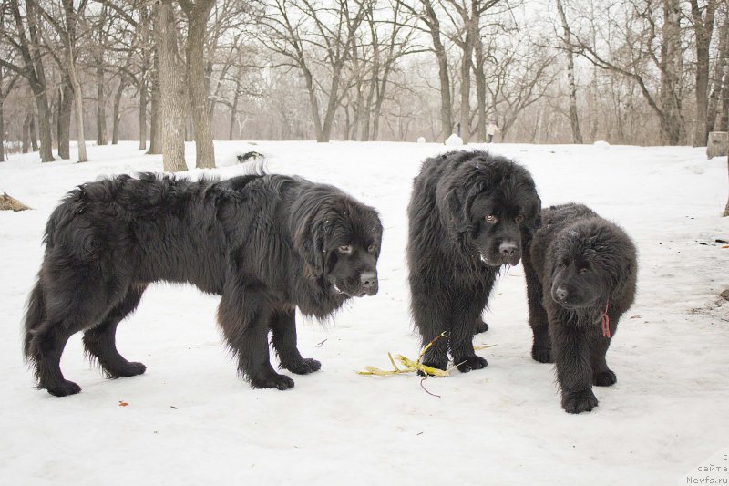 Фото: ньюфаундленд Черный Балу Добрыня, ньюфаундленд Львиное Сердце, ньюфаундленд Нью-Пом-Шир Бонд Джеймс