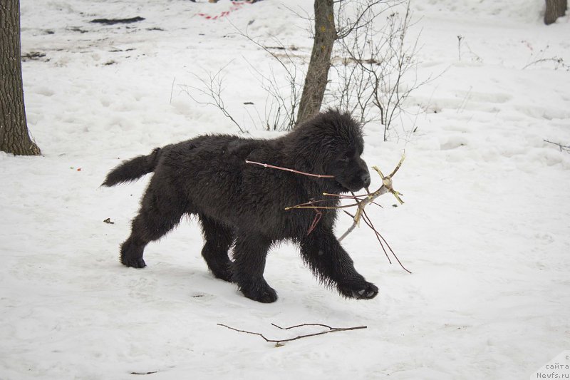 Фотография № 176717