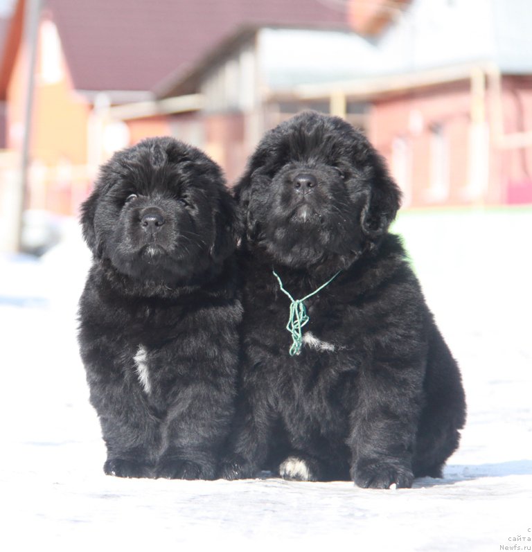 Фото: АС Пэрфект Бэлла и Аквиан Сонг Паприка.