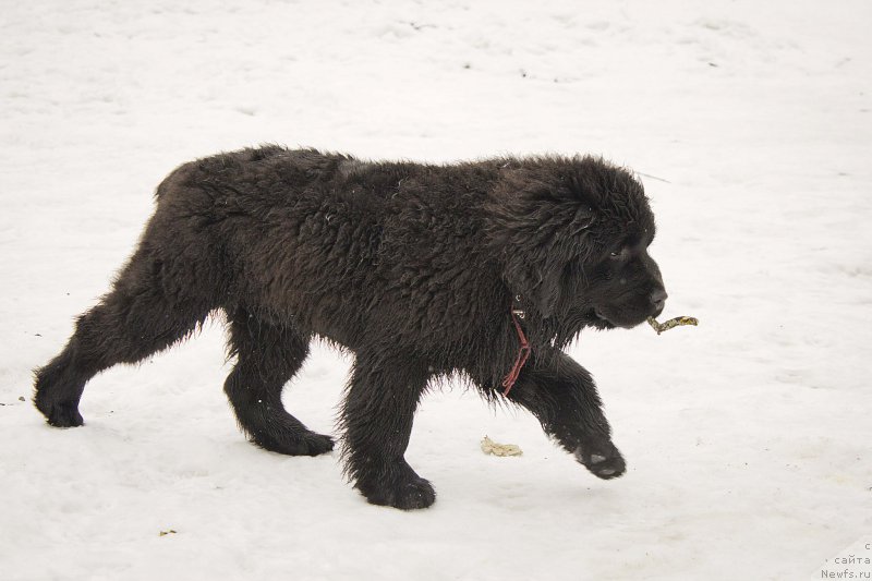 Фотография № 176726