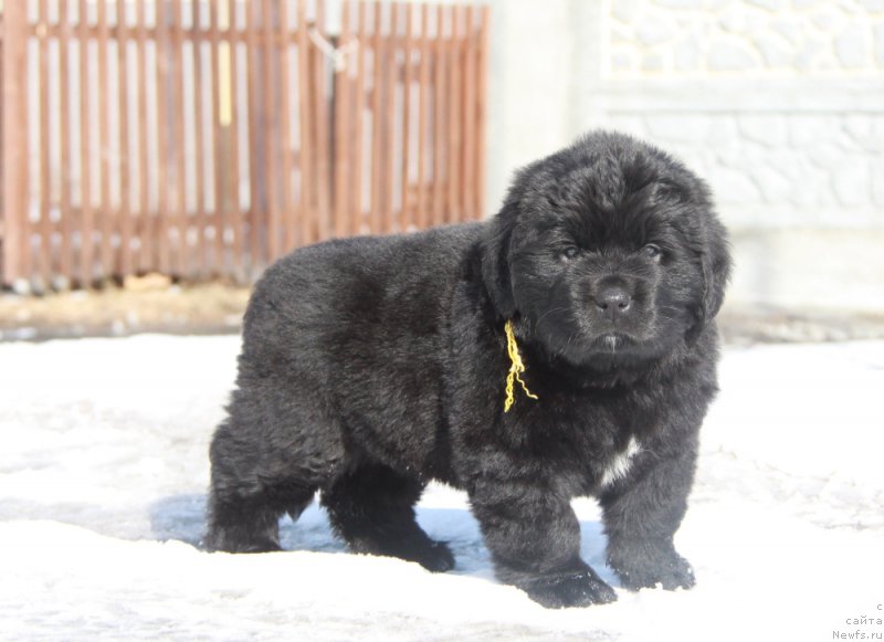 Фото: АС Пэрфект Бэлла