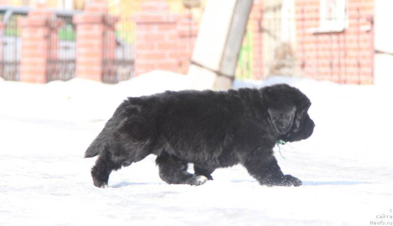 Фото: Аквиан Сонг Паприка.