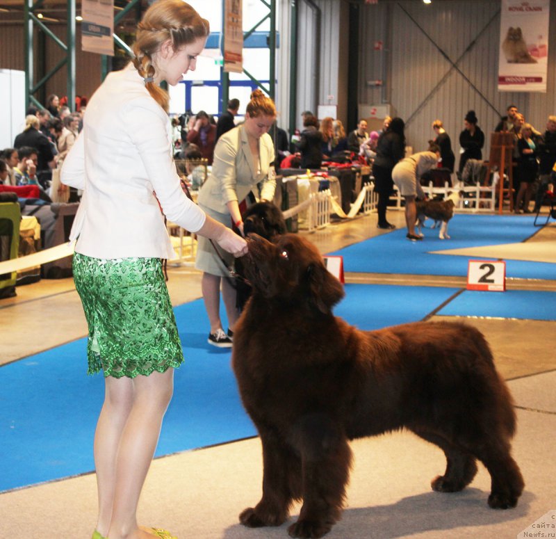 Фото: ньюфаундленд Чарли Де Бест Хелфи Пэл (Charli The Best Helfi Pel)