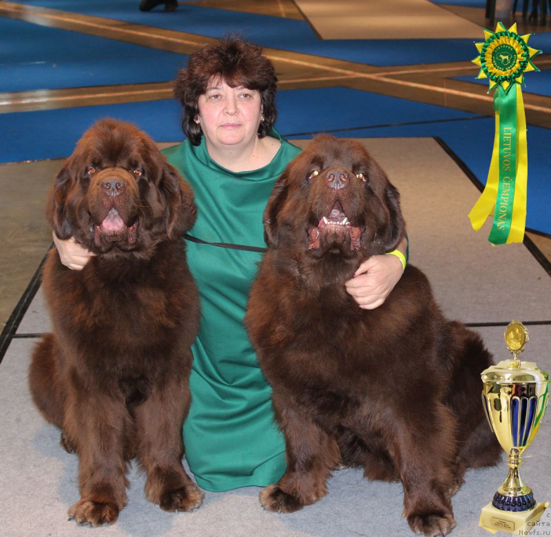 Фото: ньюфаундленд Чарли Де Бест Хелфи Пэл (Charli The Best Helfi Pel), Елена Шмелева, ньюфаундленд Чармер Денкам Бронз (Charmer Denkam Bronze)