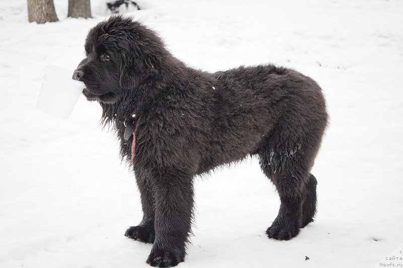 Фото: ньюфаундленд Нью-Пом-Шир Бонд Джеймс