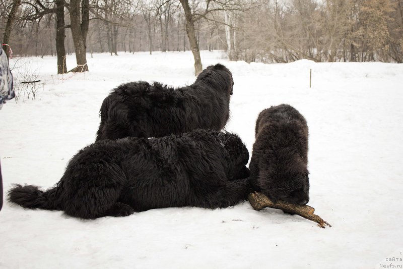 Фото: ньюфаундленд Черный Балу Добрыня, ньюфаундленд Львиное Сердце, ньюфаундленд Нью-Пом-Шир Бонд Джеймс
