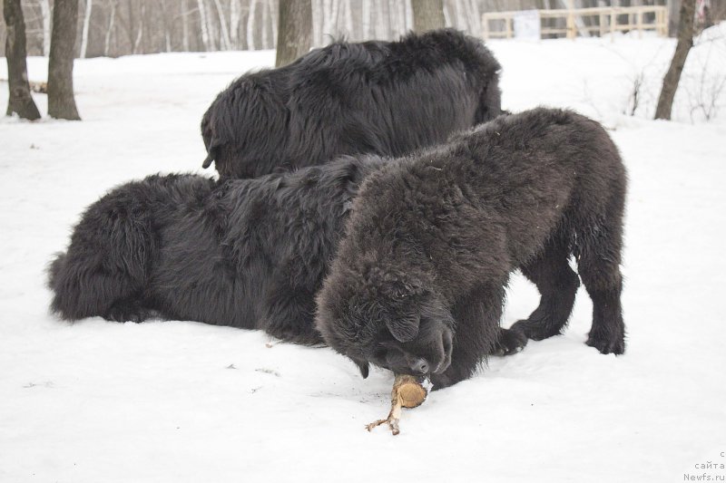 Фотография № 176740