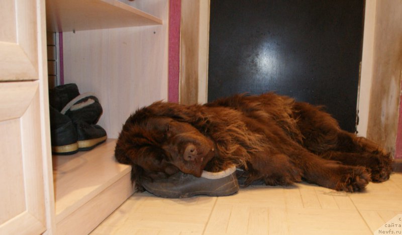 Фото: ньюфаундленд Ван Лен Тайм Женевьева