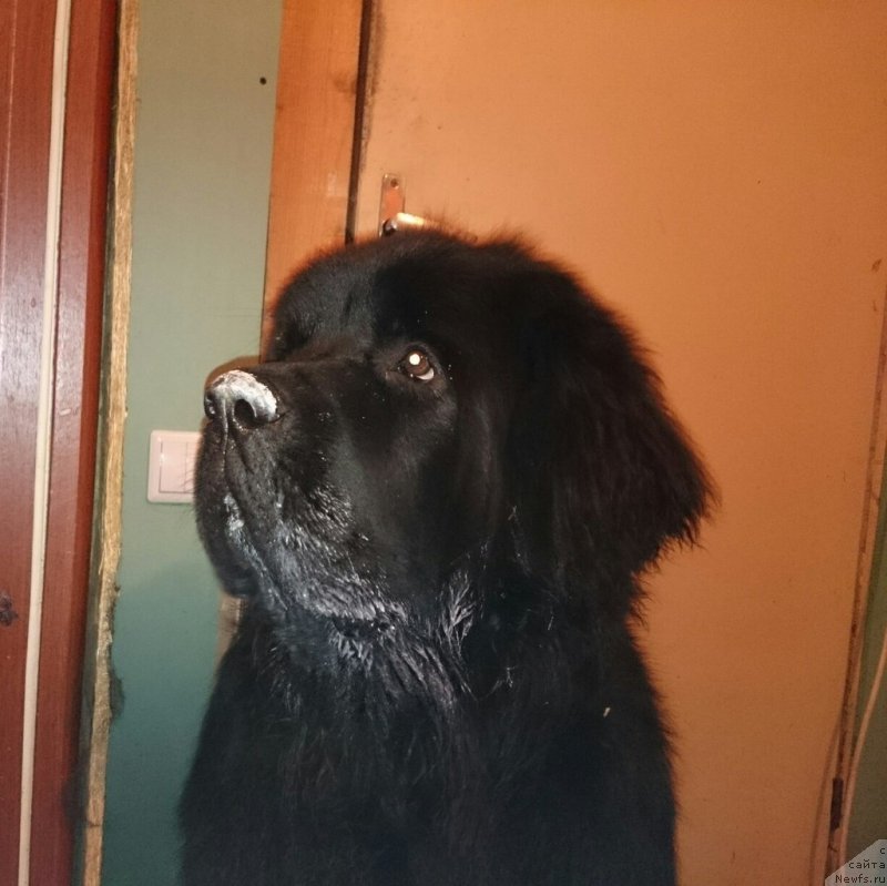 Фото: ньюфаундленд Черная Мафия Шродингер Тхеору (Chernaya Mafia Shrodinger Theory)