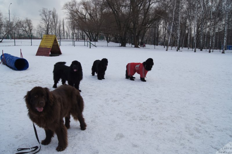 Фото: ньюфаундленд Фееричная Фортунатусси с Берега Дона (Feerichnaja Fortunatussi s Berega Dona), ньюфаундленд Лаймар Сейнари, ньюфаундленд Black Blues iz Volotova, ньюфаундленд Белкондер-Клаб Угли-Бугли (Belkonder-Club Ugli-Boogli)