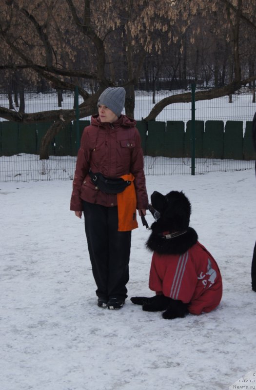 Фото: Лариса Кутина, ньюфаундленд Белкондер-Клаб Угли-Бугли (Belkonder-Club Ugli-Boogli)