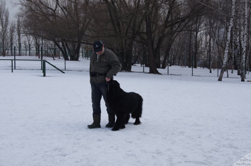 Фото: Андрей Васильцов, ньюфаундленд Лаймар Сейнари
