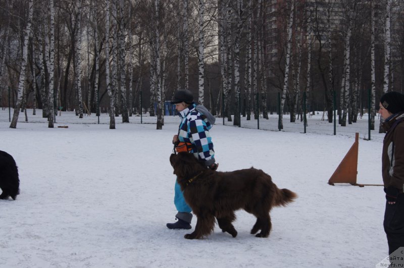 Фото: Наталья Смазчикова, ньюфаундленд Фееричная Фортунатусси с Берега Дона (Feerichnaja Fortunatussi s Berega Dona)
