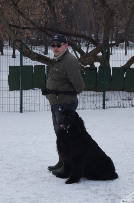 Фото: Андрей Васильцов, ньюфаундленд Лаймар Сейнари