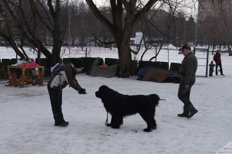 Фото: Александра Фетисова, ньюфаундленд Лаймар Сейнари, Андрей Васильцов