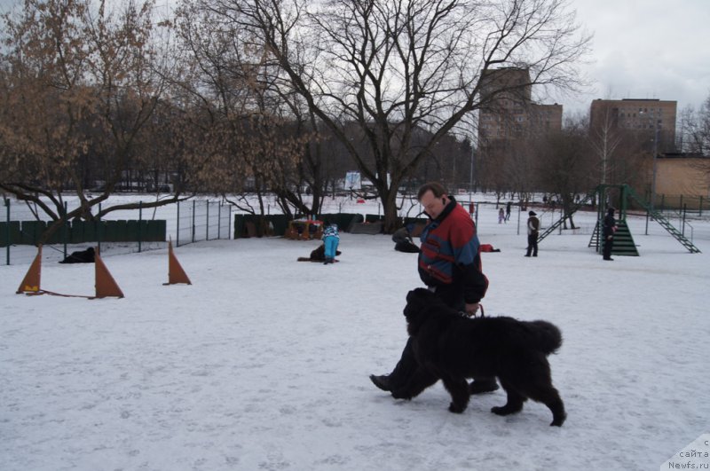 Фото: ньюфаундленд Сент Джонс Ларель Леоланда (Sent Djons Larel Leolanda), Леонид