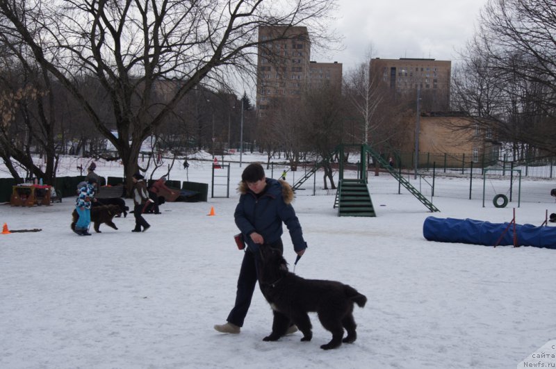 Фото: Елена Богданова, ньюфаундленд Ангел Хранитель Граффидд (Angel Khranitel Gruffidd)