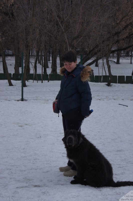 Фото: Елена Богданова, ньюфаундленд Ангел Хранитель Граффидд (Angel Khranitel Gruffidd)