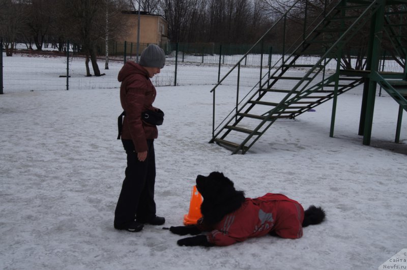 Фото: Лариса Кутина, ньюфаундленд Белкондер-Клаб Угли-Бугли (Belkonder-Club Ugli-Boogli)