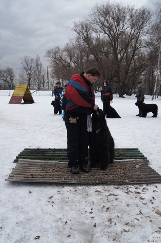 Фото: ньюфаундленд Сент Джонс Ларель Леоланда (Sent Djons Larel Leolanda), Леонид
