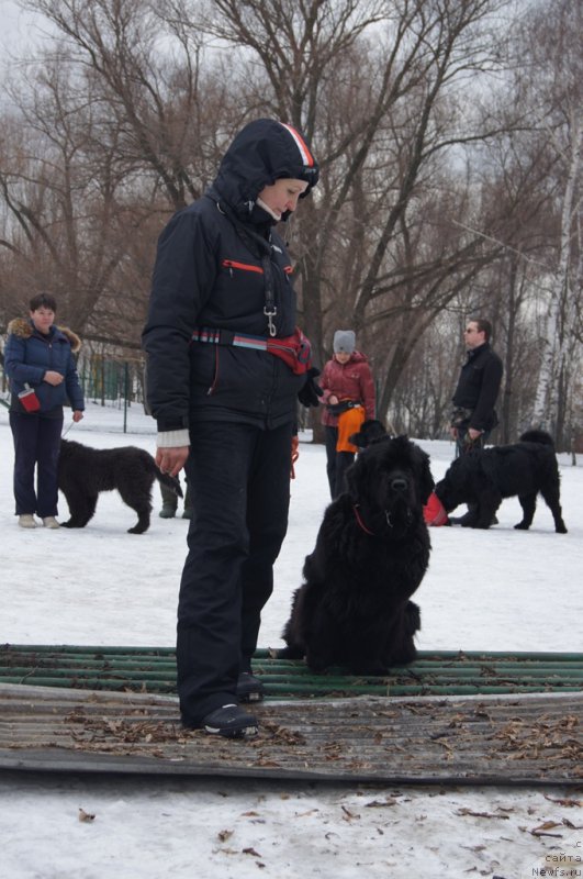 Фото: Ольга Музычук, ньюфаундленд Black Blues iz Volotova