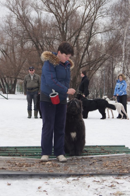 Фото: Елена Богданова, ньюфаундленд Ангел Хранитель Граффидд (Angel Khranitel Gruffidd)