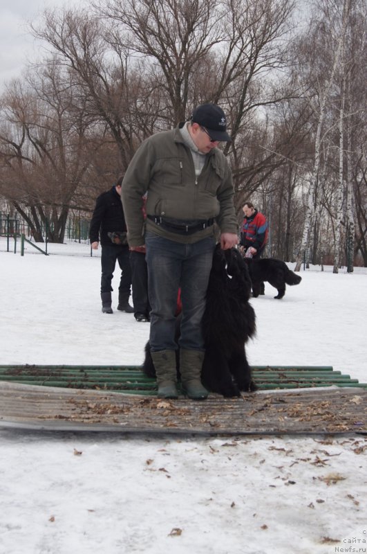 Фото: Андрей Васильцов, ньюфаундленд Лаймар Сейнари