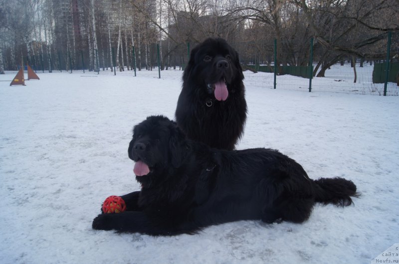 Фото: ньюфаундленд Black Blues iz Volotova, ньюфаундленд Лаймар Сейнари