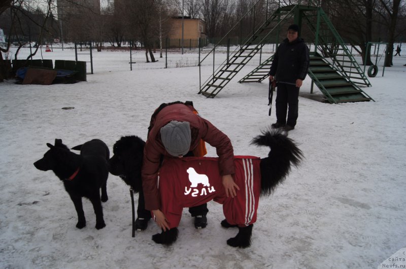 Фото: ньюфаундленд Белкондер-Клаб Угли-Бугли (Belkonder-Club Ugli-Boogli)